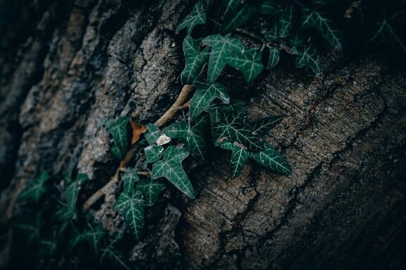 des feuilles le long d'un tronc d'arbre